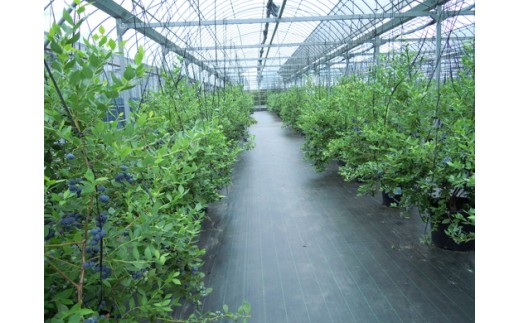 美浜町産　超大粒ブルーベリー『ユーリカ』品種指定 100g×4パック　※2026年5月中旬～5月下旬頃に順次発送予定