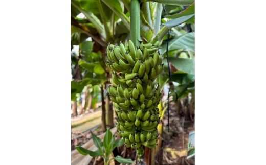 äžæŽ¥ãžã³ ç¥å€ããã 500ml 1æ¬ | é
ãé
ãããé
ã¹ããªãã ã¯ã©ãããžã³ èžçé
åœç£ ã«ã¯ãã« ããã ãœãŒãå²ã NAKATSU GIN ã¢ã«ã³ãŒã« ãã㯠ãœãŒã ãžã³ããã㯠ã®ãã ãè©Šã æ©é
æç¥ç çŸæµçº â»2026幎5æäžæ¬ïœ9æäžæ¬é ã«é 次çºéäºå®