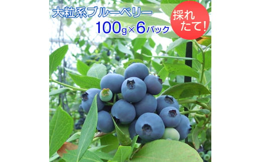 採れたて！大粒系ブルーベリー　100g×6パック ※2025年5月上旬〜7月上旬頃に順次発送予定