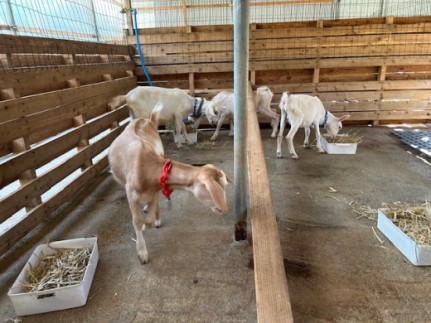 ãäœéšåè¿ç€Œåãã€ã®ã®é£Œè²å¡ããäœéšã³ãŒã¹ïŒæ¥å Ž/3æéïŒ2å