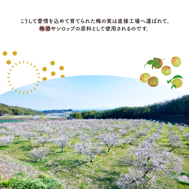 知多露茜720ml×1本 ◆ ❘ 梅酒　お酒　國盛　國盛FARM　果実酒　食前酒　リキュール　ロック　ソーダ割　紅南高梅　南高梅　完熟梅　フルーツ　愛知県　美浜町　中埜酒造