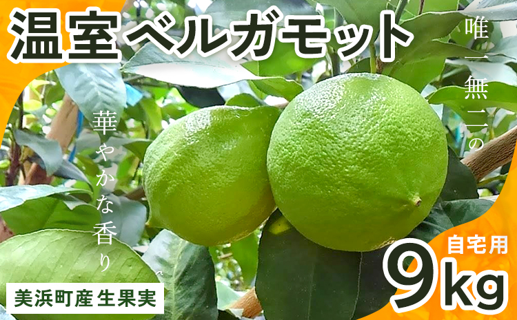 美浜町産温室ベルガモット　生果実『自宅用9kg入り』※2024年11月上旬〜2025年2月下旬頃に順次発送