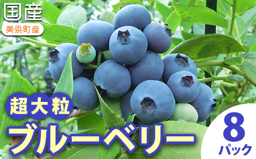 国産(美浜町産)超大粒ブルーベリー 『8パック入り』 ※2026年5月上旬〜7月上旬頃に順次発送予定
