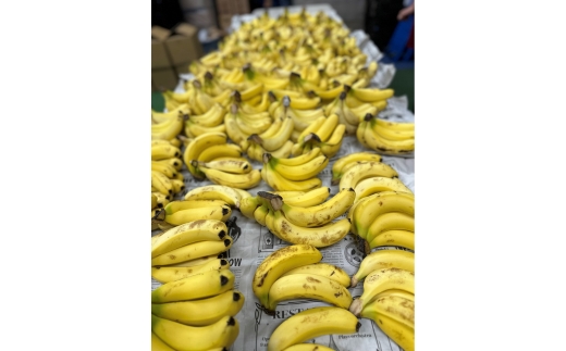 äžæŽ¥ãžã³ ç¥å€ããã 500ml 1æ¬ | é
ãé
ãããé
ã¹ããªãã ã¯ã©ãããžã³ èžçé
åœç£ ã«ã¯ãã« ããã ãœãŒãå²ã NAKATSU GIN ã¢ã«ã³ãŒã« ãã㯠ãœãŒã ãžã³ããã㯠ã®ãã ãè©Šã æ©é
æç¥ç çŸæµçº â»2026幎5æäžæ¬ïœ9æäžæ¬é ã«é 次çºéäºå®