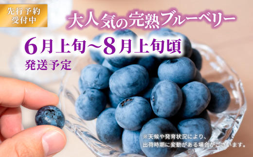 大粒ブルーベリー品種ミックス 125g×6パック 果物 くだもの フルーツ ヨーグルト ジャム 国産 愛知県産 ※2026年6月上旬～8月上旬頃に順次発送予定 ※北海道・沖縄・離島への配送不可