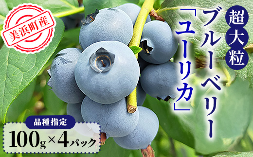 美浜町産　超大粒ブルーベリー『ユーリカ』品種指定 100g×4パック　※2026年5月中旬～5月下旬頃に順次発送予定
