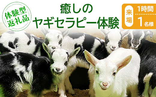 【体験型返礼品】癒しのヤギセラピー体験（来場/1時間/1名）