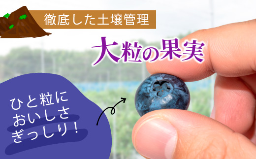 大粒ブルーベリー品種ミックス 125g×6パック 果物 くだもの フルーツ ヨーグルト ジャム 国産 愛知県産 ※2026年6月上旬～8月上旬頃に順次発送予定 ※北海道・沖縄・離島への配送不可