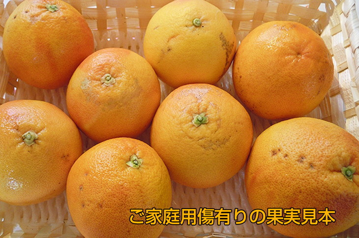 美浜町産グレープフルーツ（スタールビー）　ご家庭用　傷あり　約10kg　※2026年5月上旬～7月上旬頃に順次発送予定
