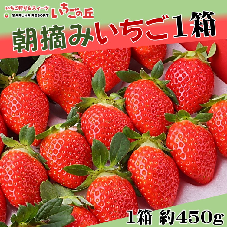 【2025年1月上旬発送開始】まるは食堂 マルハリゾート いちごの丘の『朝摘みいちご』1箱（1箱約450g） ※2025年1月上旬～3月下旬頃に順次発送予定 ※北海道・沖縄・離島への配送不可 ※着日指定不可