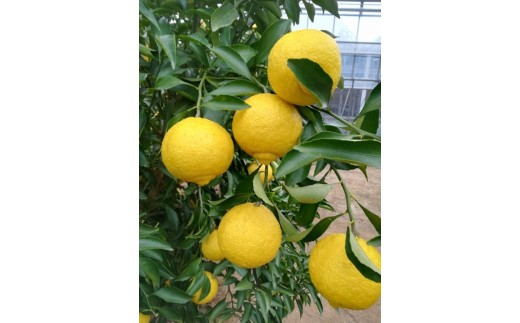 美浜町産はるか　ご家庭用　傷あり　約4kg入り ※2026年1月中旬～3月上旬頃に順次発送予定