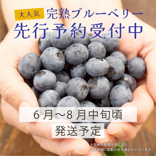 大粒ブルーベリー品種ミックス 125g×6パック 果物 くだもの フルーツ ヨーグルト ジャム 国産 愛知県産 ※2026年6月上旬～8月上旬頃に順次発送予定 ※北海道・沖縄・離島への配送不可