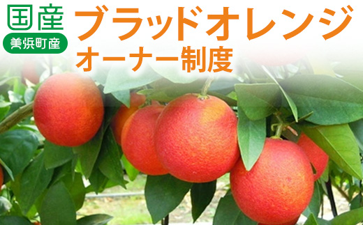 国産(美浜町産)ブラッドオレンジオーナー制度 〇