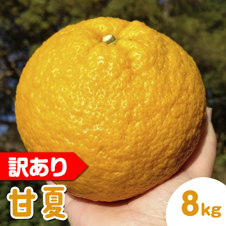 【訳あり】甘夏8kg | 数量限定 あまなつ 夏みかん 柑橘 かんきつ くだもの フルーツ 国産 愛知県 知多半島 美浜町 農家直送 産地直送 ※北海道・沖縄・離島への配送不可 ※2026年4月上旬～5月下旬頃に順次発送予定