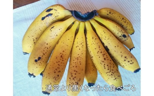 超希少！国産完熟バナナ（モッチリ系の品種）たっぷり3kg すぐ食べられる状態でお届け！