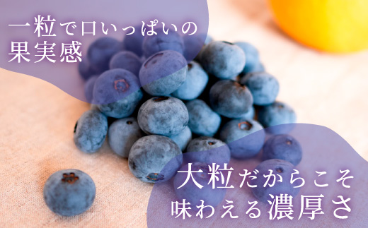 大粒ブルーベリー品種ミックス 125g×6パック 果物 くだもの フルーツ ヨーグルト ジャム 国産 愛知県産 ※2026年6月上旬～8月上旬頃に順次発送予定 ※北海道・沖縄・離島への配送不可