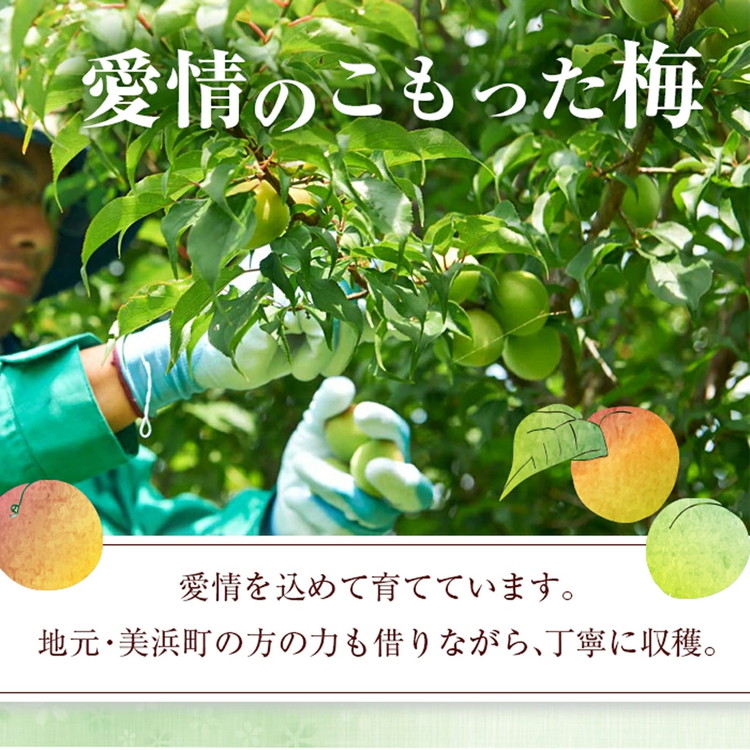 知多梅酒720ml 1ケース ◆ ❘ 梅酒　お酒　國盛　國盛FARM　果実酒　食前酒　リキュール　ロック　ソーダ割　紅南高梅　南高梅　完熟梅　フルーツ　愛知県　美浜町　中埜酒造