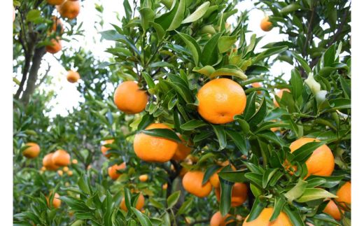 ã¡ããã³ïŒãœãããïŒ5kgïœããã¡ç¥å€ã®ãœããã 倪ç°ãœããã ãã³ã«ã³ ãã«ãŒã æç© æå® ããã〠ã¿ãã ãã«ã³ èæ æééå® æ°ééå® çŸæµçº æç¥ç ç¥å€åå³¶ åœç£ãâ»åæµ·éã»æ²çžã»é¢å³¶ãžã®é
éäžå¯ãâ»2026幎1æäžæ¬ïœ2æäžæ¬é ã«é 次çºéäºå®