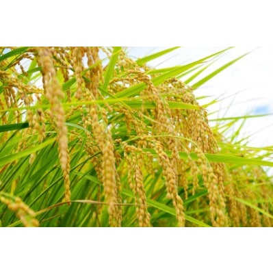 人気のお米セット　ミルキ-クイ-ン10kgとコシヒカリ10kgのセット〈精米 20kg〉【1229880】