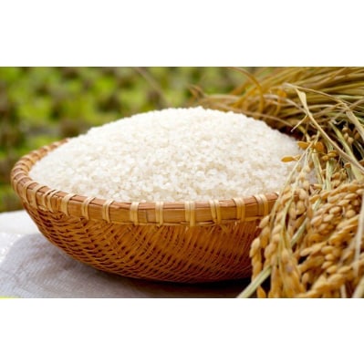 人気のお米セット　ミルキ-クイ-ン10kgとコシヒカリ10kgのセット〈精米 20kg〉【1229880】