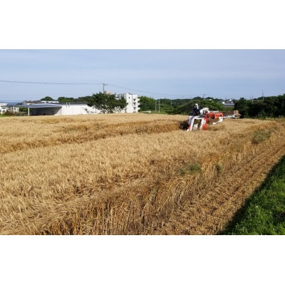 小麦粉セット【1462898】