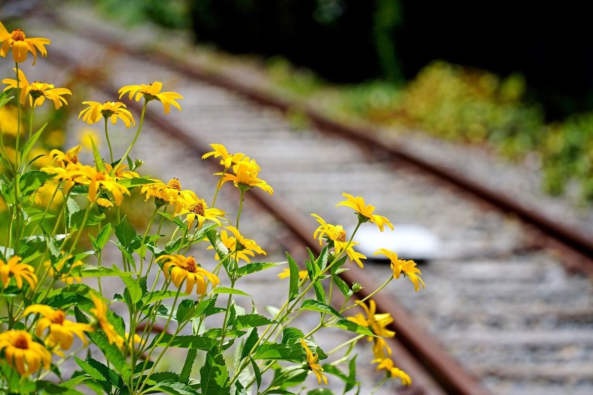 デジタル一眼カメラα[Eマウント]用レンズ　E PZ 18-105mm F4 G OSS | ソニー カメラ レンズ Gレンズ 一眼 交換レンズ 広角 望遠