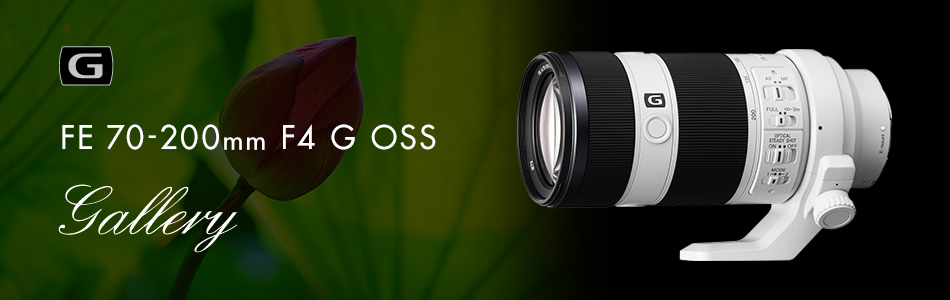 デジタル 一眼カメラα [Eマウント] 用レンズFE 70-200mm F4 G OSS