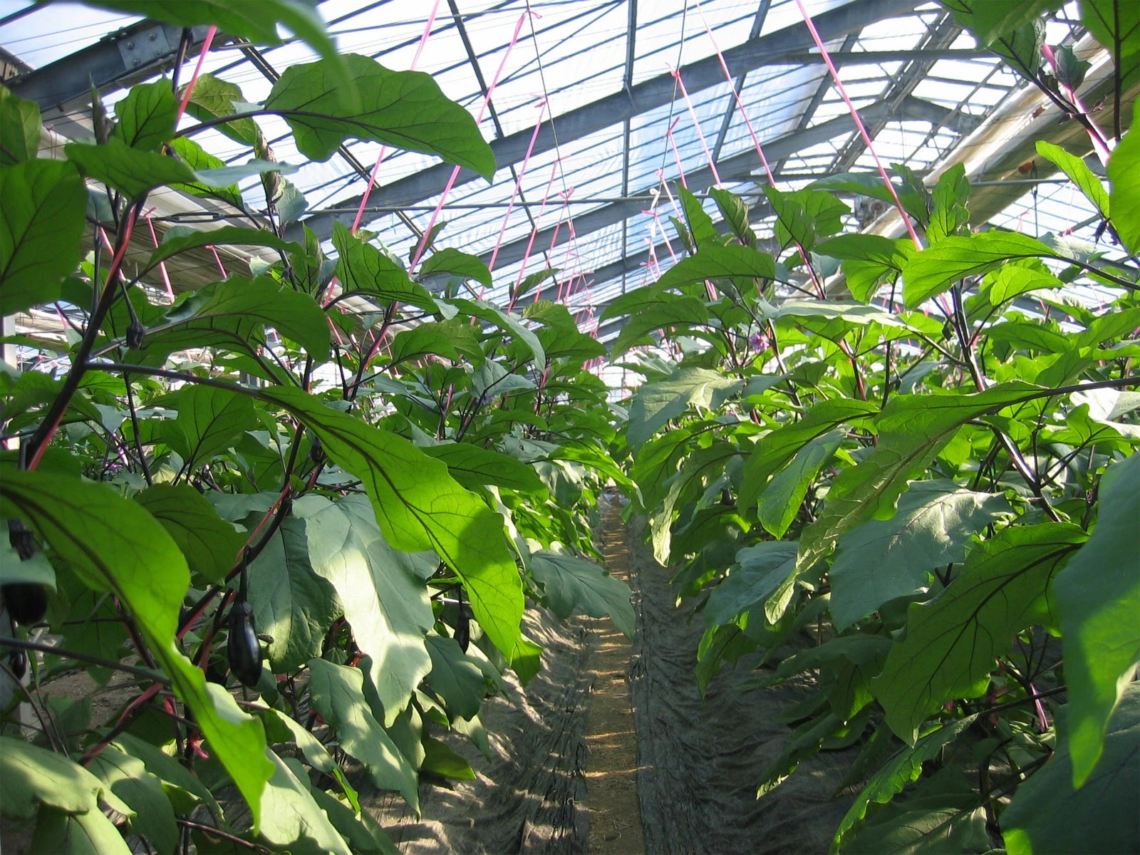 蟷ク逕ー逕コ逕」縲後→縺偵↑縺礼セ手隙蟄舌 5kg ス 縺ェ縺 繝翫せ 闌蟄 驥手除 窶サ11譛茨ス6譛医↓鬆谺。逋コ騾∽コ亥ョ