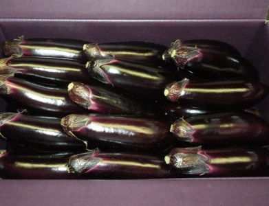 幸田町産「とげなし美茄子」 5kg ｜ なす ナス 茄子 野菜 ※11月～6月に順次発送予定