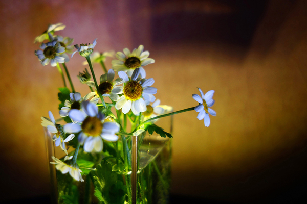 デジタル一眼カメラα[Eマウント]用レンズ　E 20mm F2.8 | ソニー カメラ レンズ 一眼 交換レンズ 広角