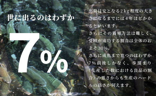 国産サーモン 生食可 絹姫サーモン 冷凍フィーレ 1枚 (300g〜400g) サーモン スペシャルトラウト トラウトサーモン 鮭 魚 刺身 お刺身 無添加 絹姫 ブランド マス アマゴ ご当地 天然 産地直送 川育ち 味付けなし 魚介 魚介類 -033