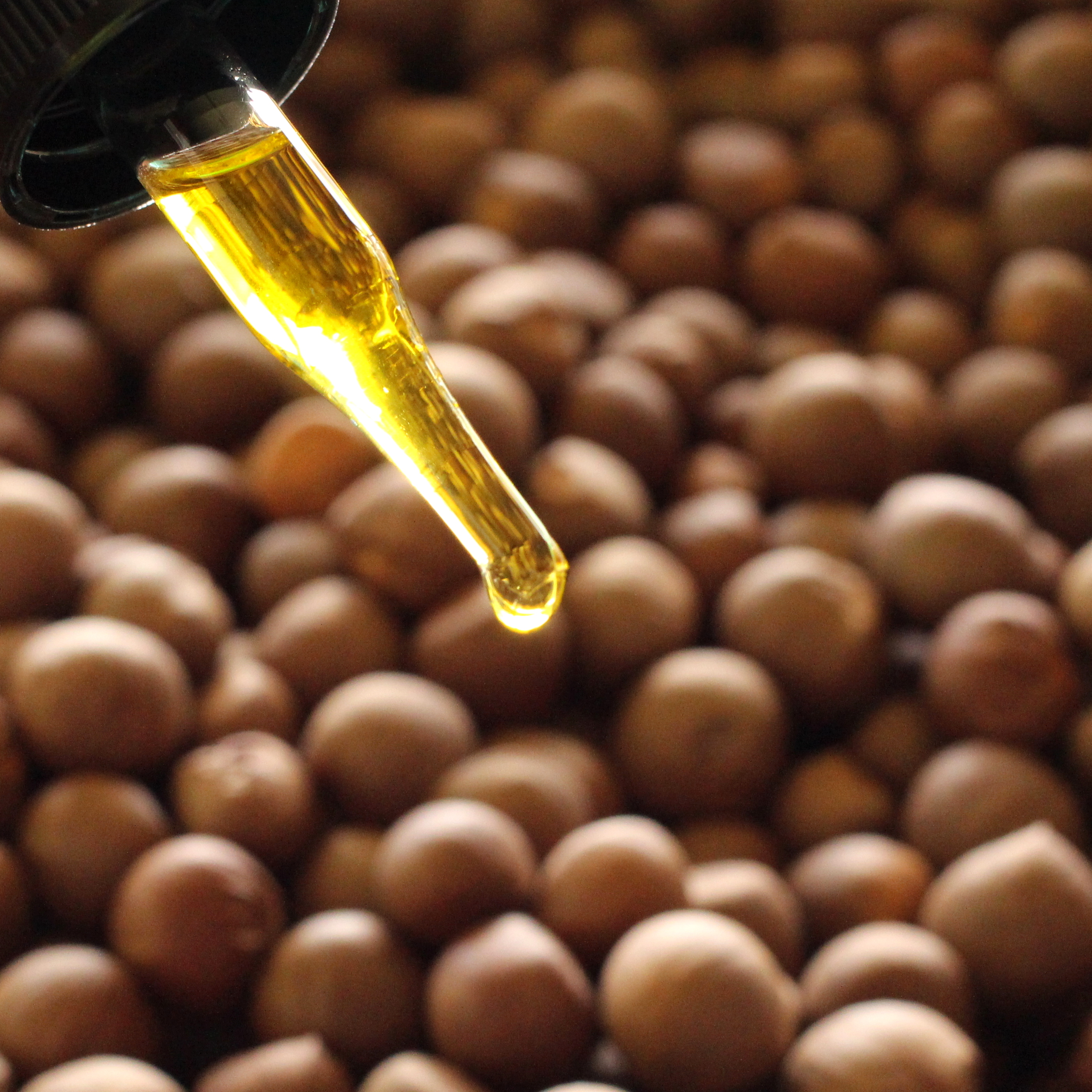 元・植物研究者が作った愛知県設楽町産１００％！無農薬・無添加 設楽茶油 スキンケアオイル オイル 美容オイル スキンケア アトピー 皮膚炎 -012