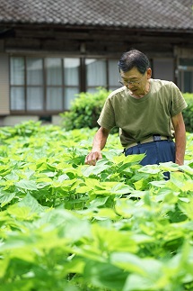 生搾り エゴマ油(生搾り) 2本セット -034