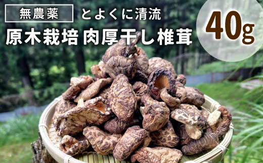 無農薬 原木栽培 肉厚 とよくに清流 ほししいたけ 40ｇ しいたけ 椎茸 シイタケ 原木椎茸 野菜 きのこ 無農薬栽培 干ししいたけ 乾燥しいたけ 干し椎茸 バーベキュー お試し 煮物 -347