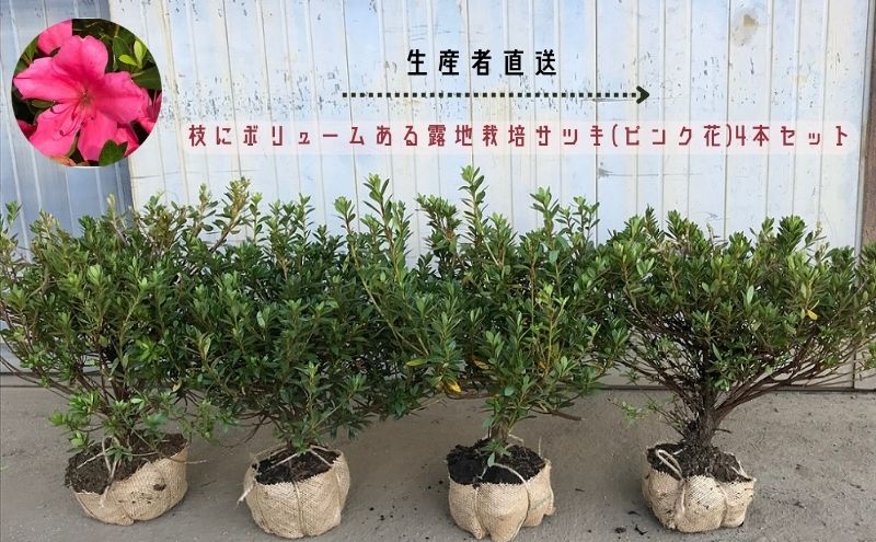 【生産者直送】枝にボリュームある露地栽培サツキ(ピンク花)4本セット [ さつき 植木 庭木 ガーデニング 常緑 低木 ]