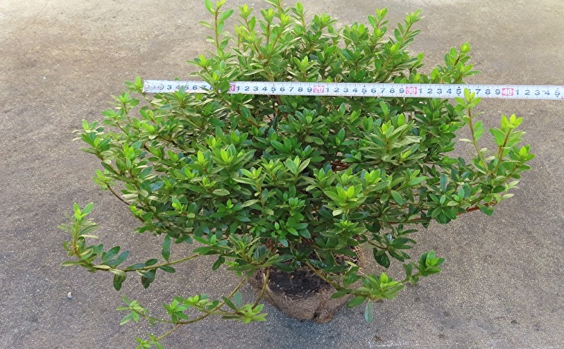 【生産者直送】枝にボリュームある露地栽培サツキ(ピンク花)4本セット [ さつき 植木 庭木 ガーデニング 常緑 低木 ]