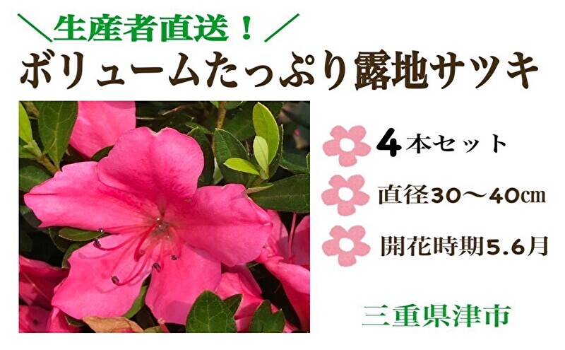 【生産者直送】枝にボリュームある露地栽培サツキ(ピンク花)4本セット [ さつき 植木 庭木 ガーデニング 常緑 低木 ]