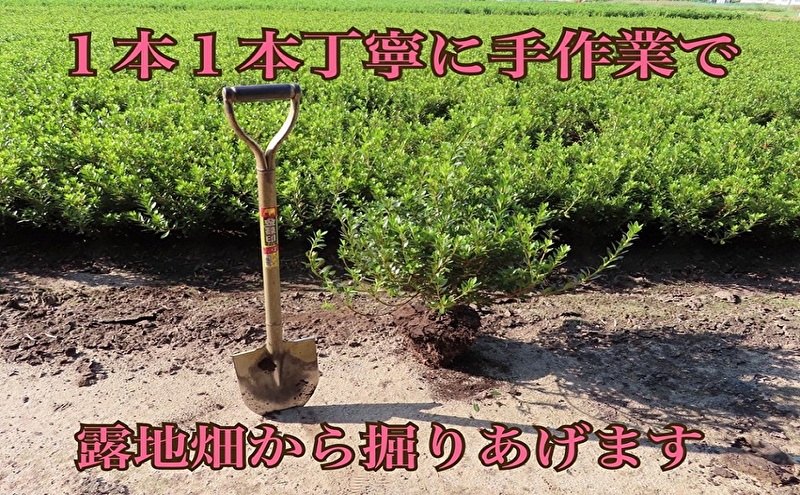 【生産者直送】枝にボリュームある露地栽培サツキ(ピンク花)4本セット [ さつき 植木 庭木 ガーデニング 常緑 低木 ]