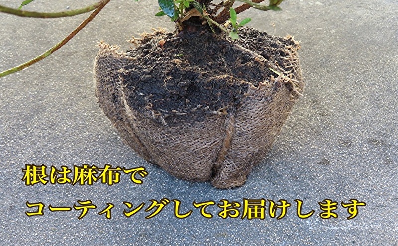 【生産者直送】枝にボリュームある露地栽培サツキ(ピンク花)4本セット [ さつき 植木 庭木 ガーデニング 常緑 低木 ]