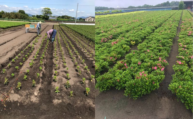 【生産者直送】枝にボリュームある露地栽培サツキ(ピンク花)4本セット [ さつき 植木 庭木 ガーデニング 常緑 低木 ]