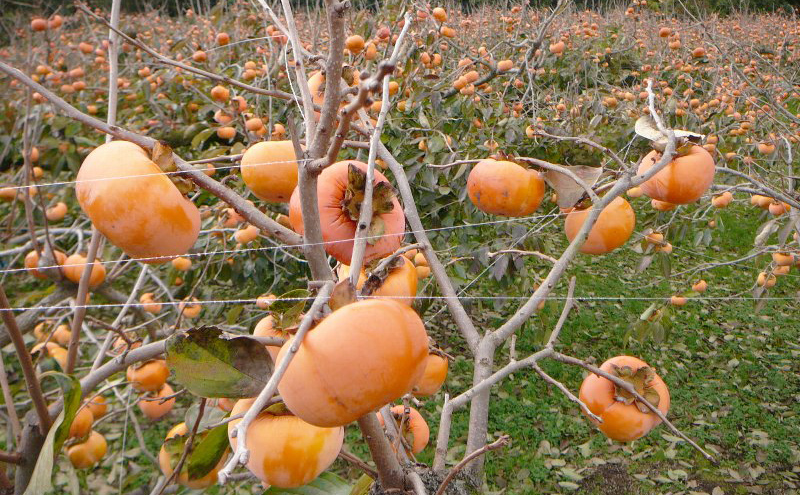 樹齢90年越え古木次郎柿 約5kg [ かき カキ 果物 フルーツ 産地直送 ] 果物類