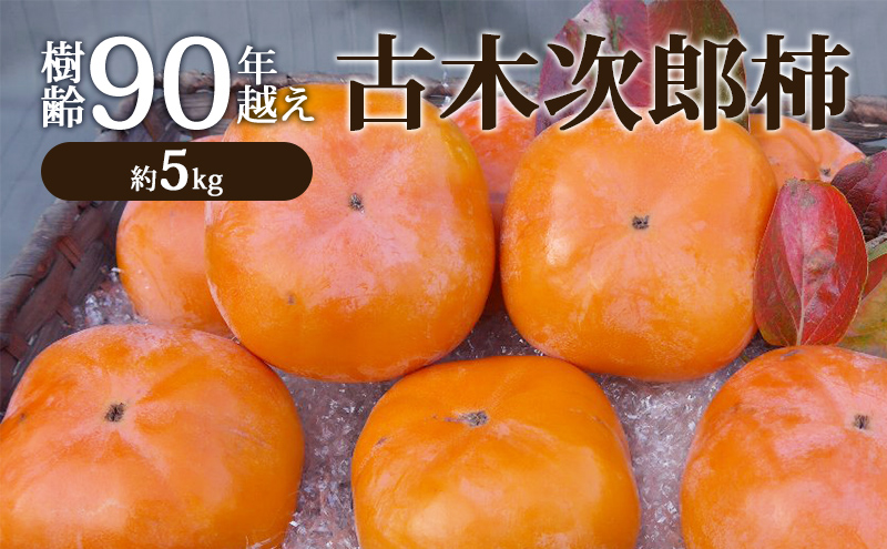 樹齢90年越え古木次郎柿 約5kg [ かき カキ 果物 フルーツ 産地直送 ] 果物類