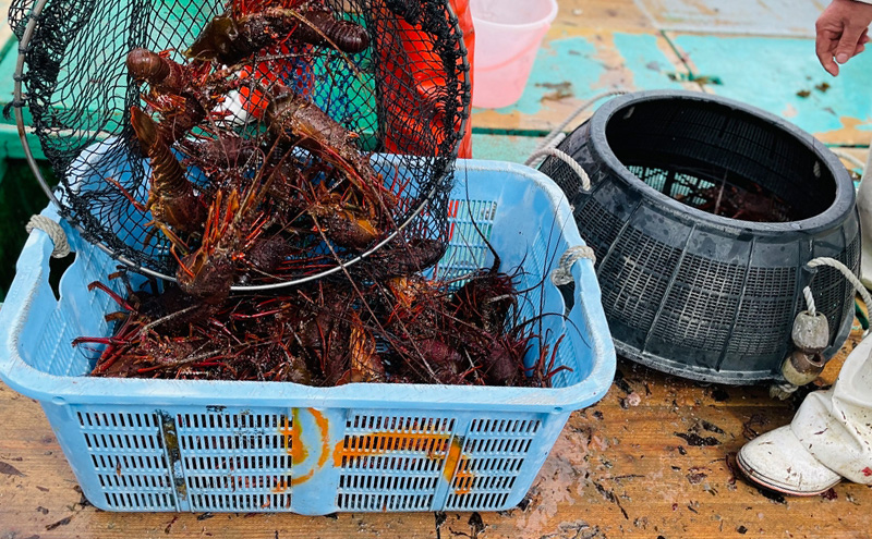 限定 伊勢海老 グラタン 伊勢えび そば 1食 コトノハ ふるさと納税 人気 有名店 ラーメン 拉麺 バター チーズ 返礼品 寄付 お取り寄せ 新鮮 えび グルメ 麺 寄付 三重 津 受賞 送料無料