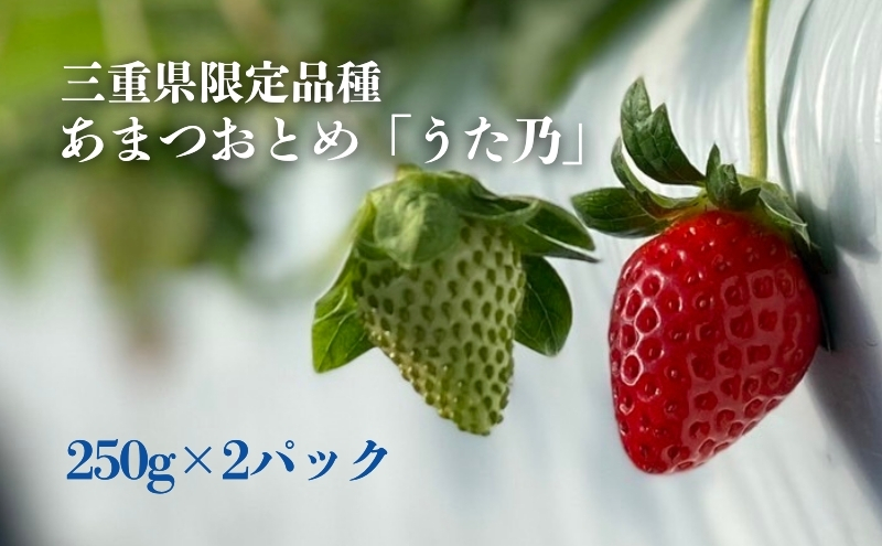 あまつおとめ イチゴ「うた乃」三重県限定品種 計500g (250g×2パック)[ 五感で楽しむ至福のいちご 果物 フルーツ 苺 イチゴ ブランド 人気 ]