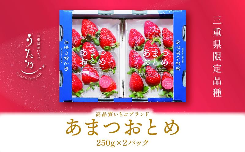 あまつおとめ イチゴ「うた乃」三重県限定品種 計500g (250g×2パック)[ 五感で楽しむ至福のいちご 果物 フルーツ 苺 イチゴ ブランド 人気 ]