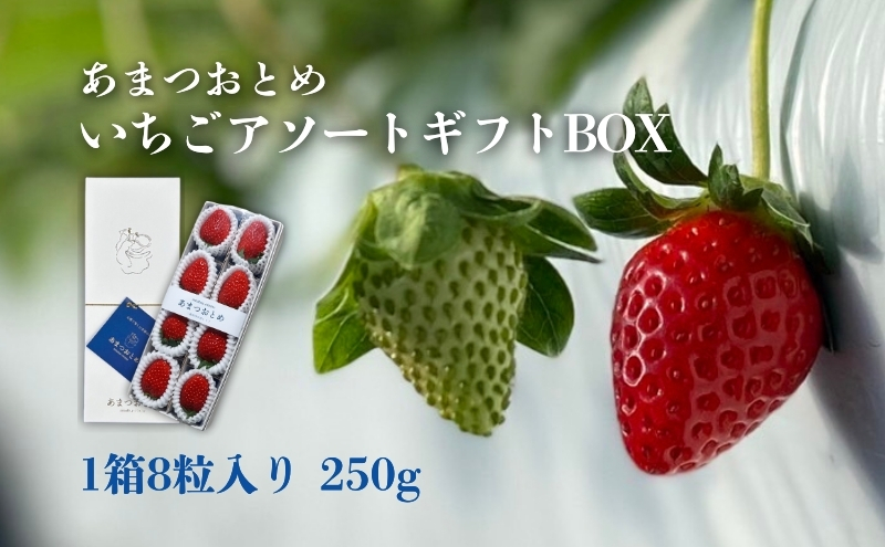 あまつおとめ いちご アソート ギフト BOX 1箱 8粒入り 250g [ 五感で楽しむ至福のいちご よつぼし かおり野 スターナイト うた乃 ほしうらら フルーツ 苺 イチゴ ] 