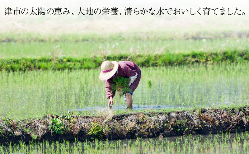 三重県津市産 至福の一杯 10kg　米 お米 ご飯 飯 白米 精米 津市 三重県
