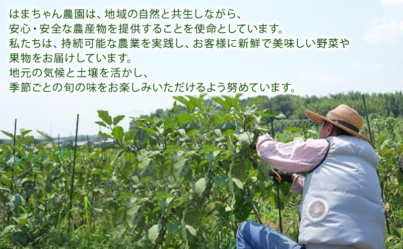 はまちゃん農園・季節のあんしん野菜 6品目セット | 三重県 津市産 こだわり野菜