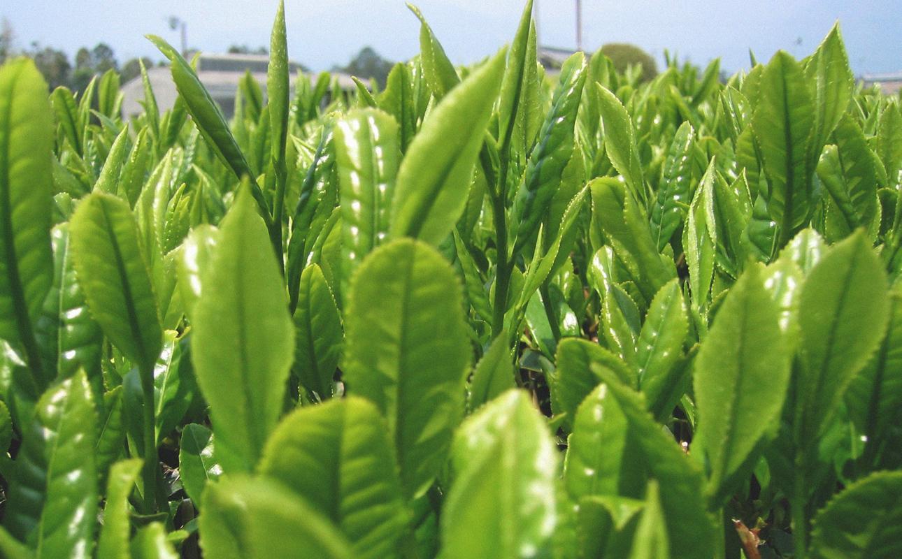 四日市認定地場特産品【泗水十貨店（しすいじっかてん）】濃い抹茶グリーンティ　有糖２本　手提げ袋付き