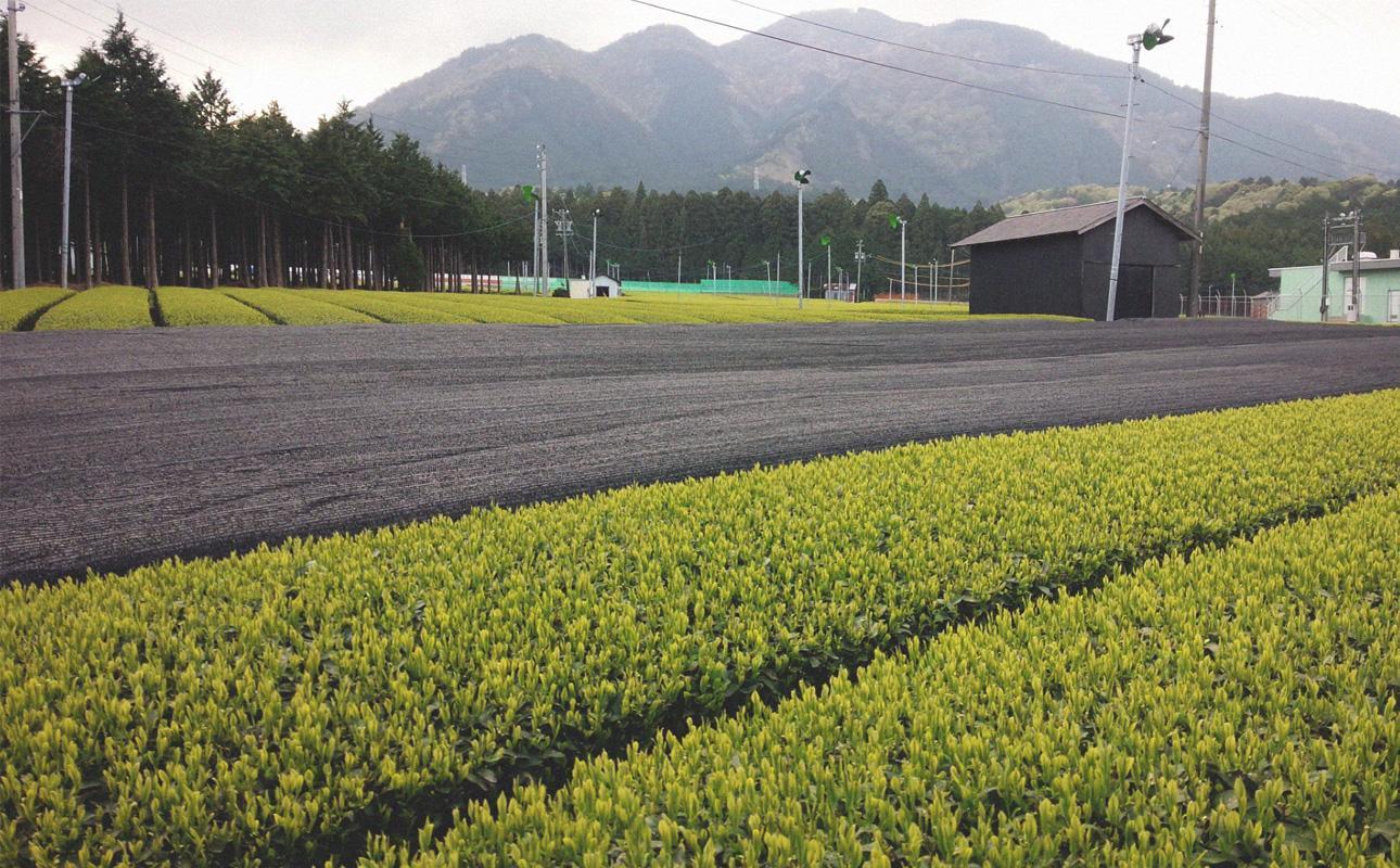 四日市認定地場特産品【泗水十貨店（しすいじっかてん）】濃い抹茶グリーンティ 無糖・有糖各１本　手提げ袋付き